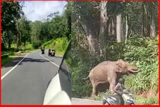 Wild Elephant Go Viral