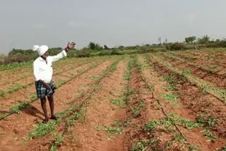 miscreants-uprooted-500-tomato-plants