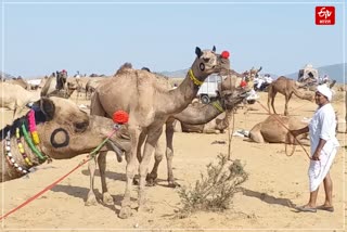 Pushkar Cattle Fair