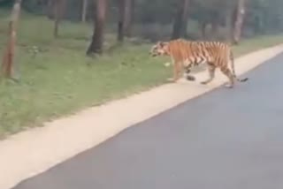 Tiger Seen Crossing Road in seoni