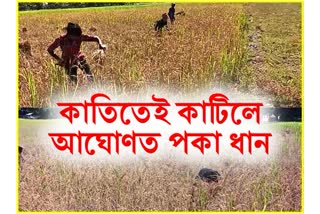 Paddy field destroyed by wild elephant at Rangapara