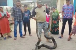 Two python found in field