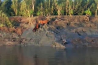 Tigers in Sundarbans