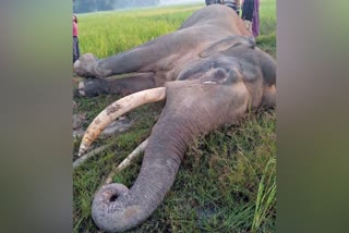 Elephant Death