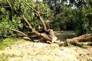 Tree Cutting in Sahaspur