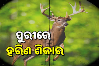 ହରିଣ ଶିକାର କରି ମାଂସ ବିକ୍ରି ଅଭିଯୋଗ, ଭାଇରାଲ ହେଲା ଭିଡ଼ିଓ