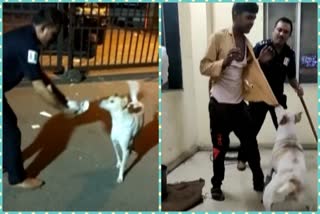 Stray Dog Attacked Thief