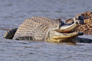 Crocodile in Ganges at Farakka Barrage during Chhath Puja 2022