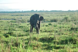 Elephant in Siliguri