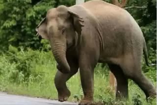 elephant ruckus in Khadgawan forest area