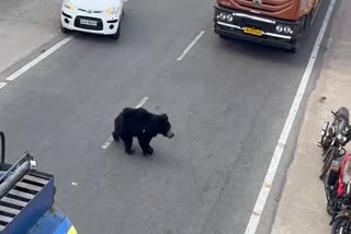 Bears roaming in streets