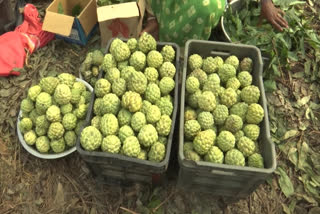 Custard apple