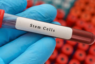 Stem cell grafts and rehabilitation combined boost spinal cord injury results