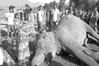 Wild elephant dies in Tamulpur