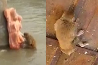 monkey drowning in river