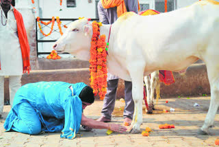 gopashtami 2022 date  Cow worship rituals and beliefs