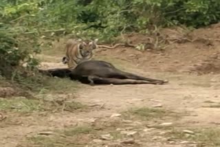 Tiger cub sighting in Alwar Buffer Zone