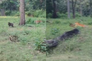 Tiger hunting wild boar in Forest  Dammanakatte forest zone of HD Kote  Tiger hunting wild boar  കാട്ടുപന്നിയെ വേട്ടയാടി കടുവ  എച്ച്‌ഡി കോട്ടെ ദമ്മനക്കാട്ടെ വനമേഖല