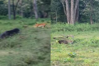 Tiger hunting wild boar