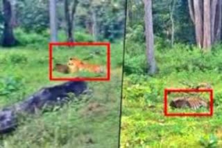 Tiger hunting wild boar in Forest VIDEO