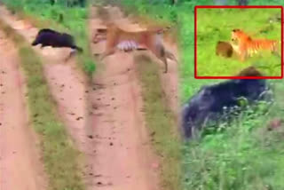 Watch: Tiger hunts wild boar in Dammanakatte forest