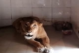 Gandhi Zoological Park lioness pari gave birth to three cubs