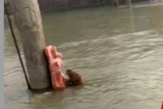 Viral Video of a monkey stuck in the river