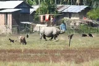 Free roaming of rhinos in nearby villages of Kaziranga National Park