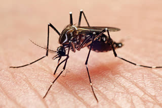 Antibody treatment tested as new tool against malaria