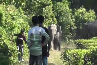 Man Elephant Conflict in Golaghat