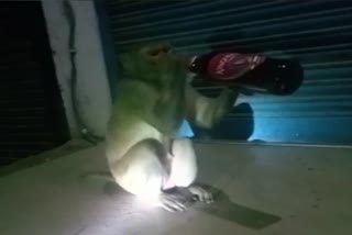 alcohol loving monkey