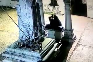 bear that rang the bell  bear ring temple bell  temple in andrapradesh gone viral  bear viral video  bear in a temple  andrapradesh bear video  latest national news  latest news today  കരടിക്കും മുഴക്കാം ക്ഷേത്ര മണി  വൈറല്‍ വീഡിയോ  ജിരിഗെപ്പാളി ഗ്രാമത്തില്‍  ക്ഷേത്ര മണി മുഴക്കി താരമായി കരടി  ആന്ധ്രാപ്രദേശില്‍ ക്ഷേത്ര മണി മുഴക്കി താരമായി കരടി  ക്ഷേത്രത്തിലെത്തി മണി മുഴക്കിയ കരടി  ആന്ധ്രാപ്രദേശിലെ കരടിയുടെ വീഡിയോ  ആന്ധ്രാപ്രദേശ് ഏറ്റവും പുതിയ വാര്‍ത്ത  ഇന്നത്തെ പ്രധാന വാര്‍ത്ത  ഏറ്റവും പുതിയ ദേശീയ വാര്‍ത്ത