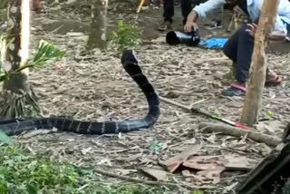 Controversy Over Snake Rescue Operation in Alipurduar