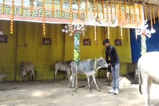 Gopashtami celebrated in Baikunthpur