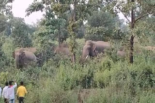 Herd of elephants in Bokaro