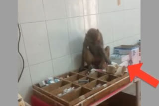 Monkey creates ruckus in Karauli district hospital