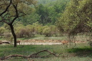 Rajaji Tiger Reserve land
