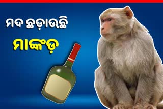 Alcoholic monkey in Rae Bareli troubles liquor venders