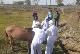 Horse Glanders disease in Rajasthan