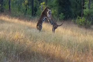 Bandhabgarh Tiger Reserve