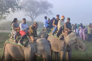 Elephant Safari in Kaziranga