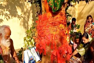 why amla tree worship on anla navami