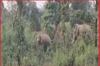 Elephants In Bokaro