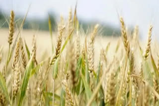 Wheat export doubles to USD 1.48 bn in Apr-Sep