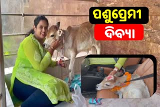 animal lover young lady roam in Bhubaneswar with calf