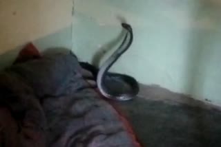 sagar cobra rescue