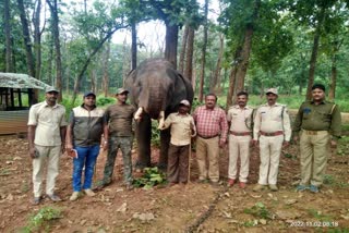 ಸಕ್ರೆಬೈಲಿನ ಆನೆ ಬಿಡಾರದಲ್ಲಿ ಸೂರ್ಯ