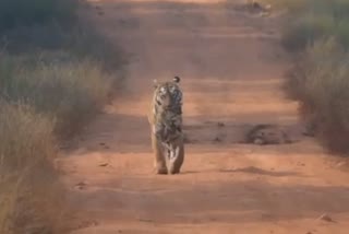 Maya tigress in Tadoba