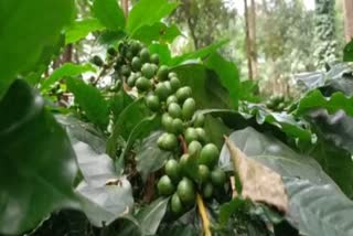 climate change effect seen on coffee crop in whole world said coffee board officer