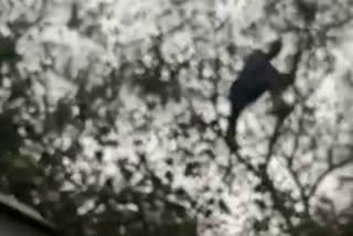 सरोजनी नगर मार्केट में पेड़ पर चढ़ा एक शख्स नीचे गिरा, गंभीर हालत में अस्पताल में कराया भर्ती
